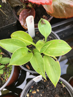 Hosta sp