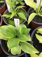 Hosta sp