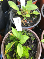 Hosta sp