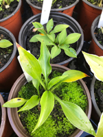 Hosta sp