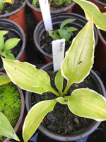 Hosta sp