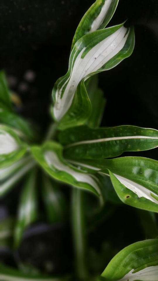 Hosta 'Kiwi Spearmint'