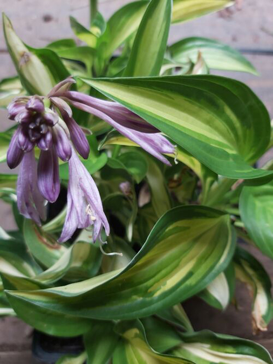 Hosta 'Lakeside Little Tuft'