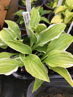 Hosta 'Lemon Frost'