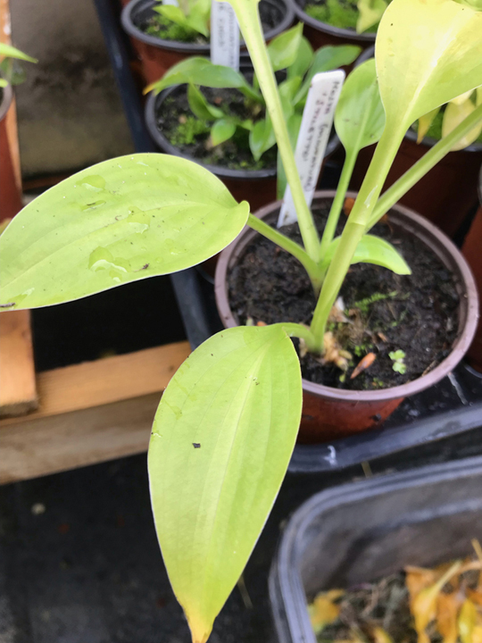 Hosta 'Stiletto'