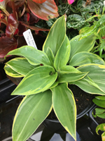 Hosta 'Tango'