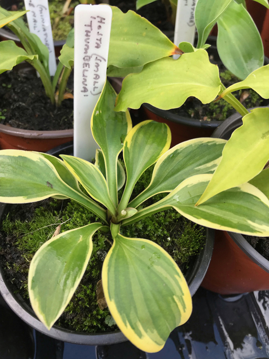 Hosta 'Thumbelina'