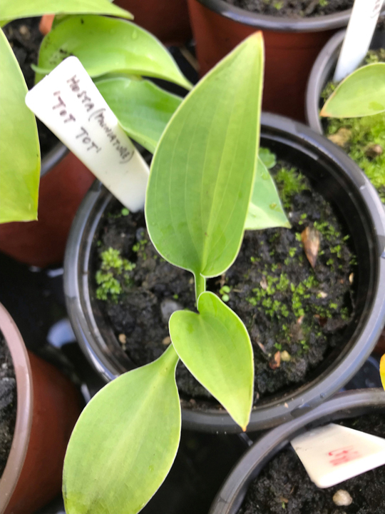 Hosta 'Tot Tot'