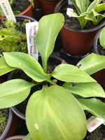 Hosta 'Tsugaru Komachi'