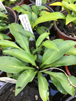 Hosta 'Yakushima Mizu'