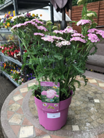 Achillea millefolium 'Apple Blossom'