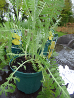 Achillea filipendulina 'Cloth of Gold'