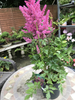 Astilbe (lilac)