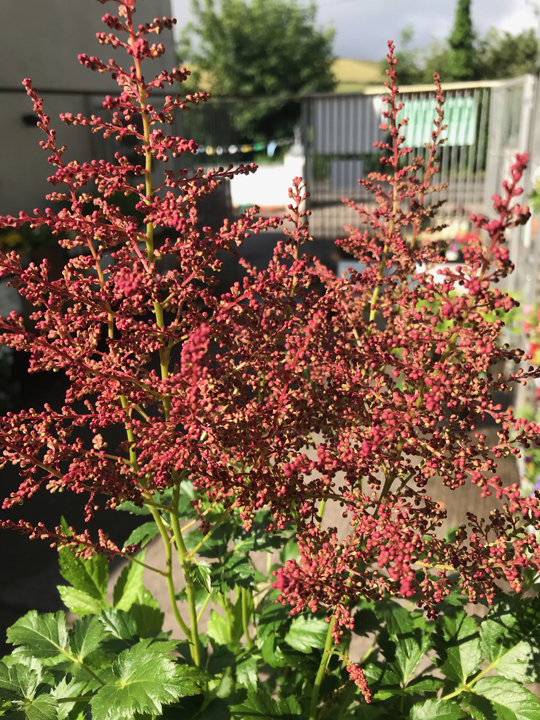 Astilbe