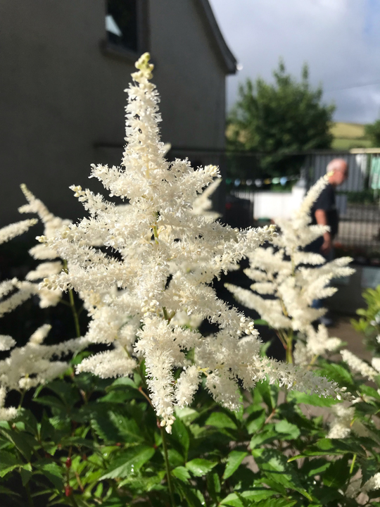 Astilbe (white)