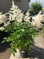 Astilbe (white)