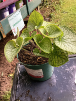 Brunnera macrophylla 'Jack Frost'
