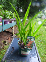 Crocosmia x crocosmiiflora