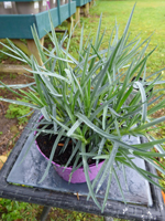 Dianthus 'Bridal Star'