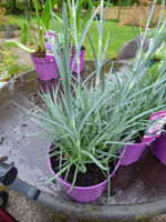 Dianthus 'Doris'