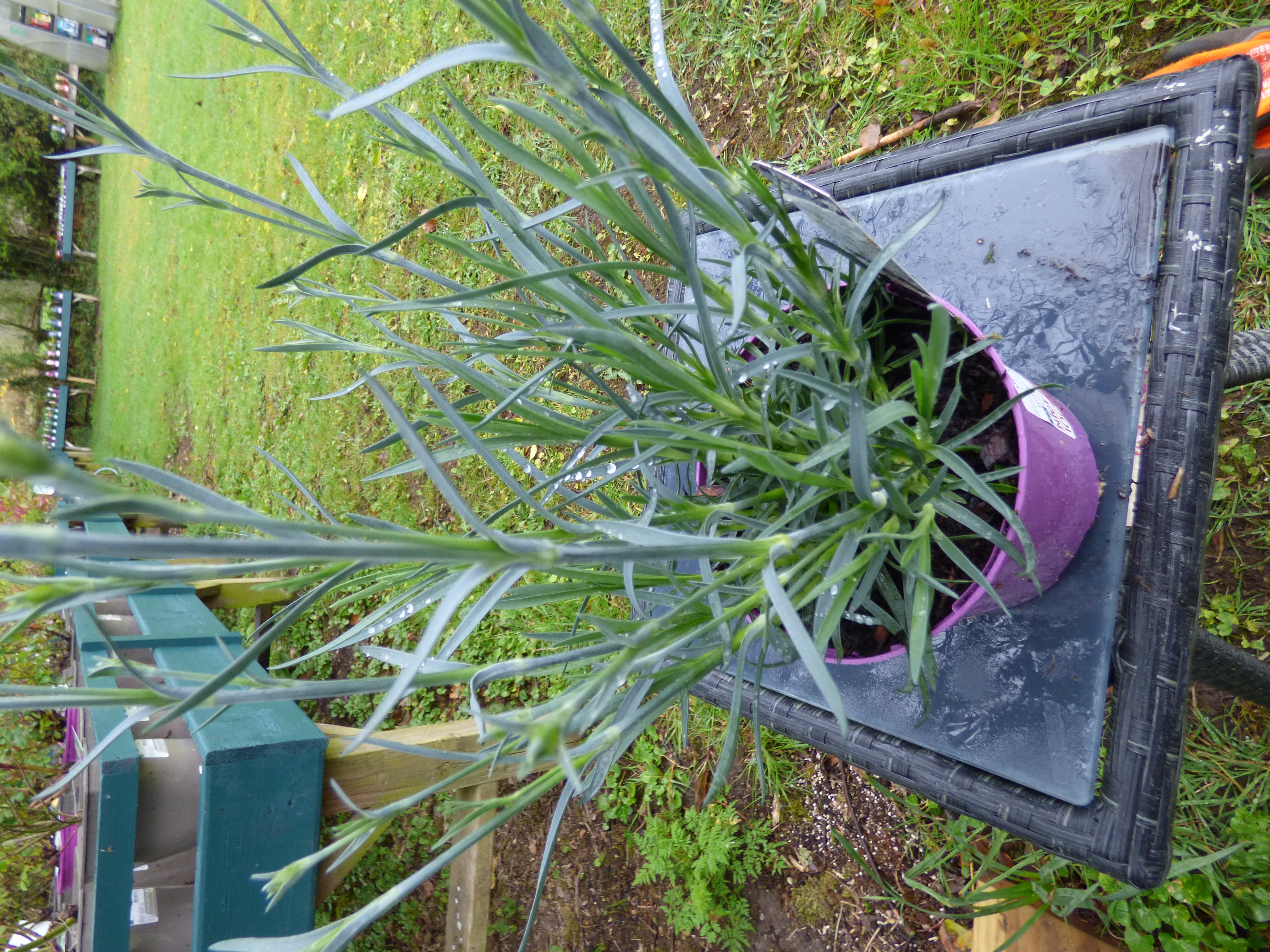 Dianthus 'Memories®'