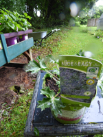 Eryngium 'Big Blue'