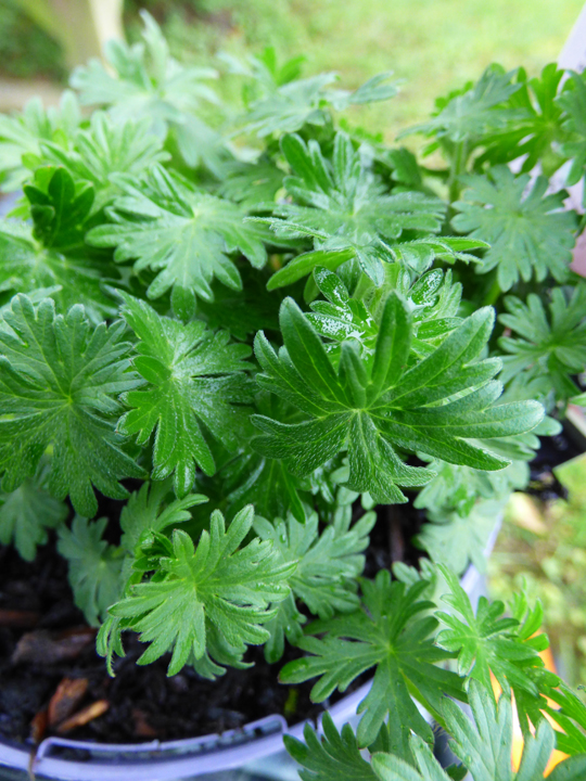 Geranium sanguineum 'Max Frei'