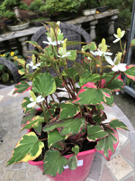 Houttuynia cordata 'Chameleon'