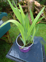 Iris
