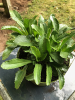 Leucanthemum 'Banana Cream'
