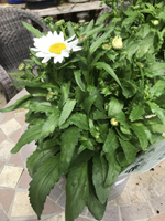 Leucanthemum 'Madonna White'
