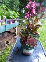 Lobelia x speciosa "Starship Deep Pink'