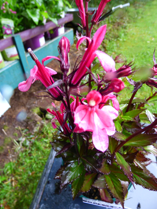 Lobelia x speciosa 'Starship Deep Rose'