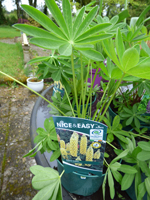Lupinus Gallery Yellow