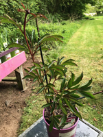 Paeonia 'Duch de Nemours'