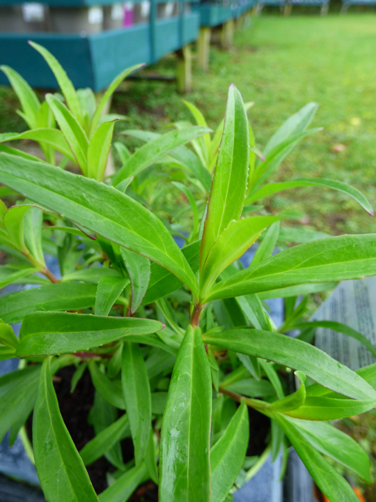 Penstemon 'Bodnant'