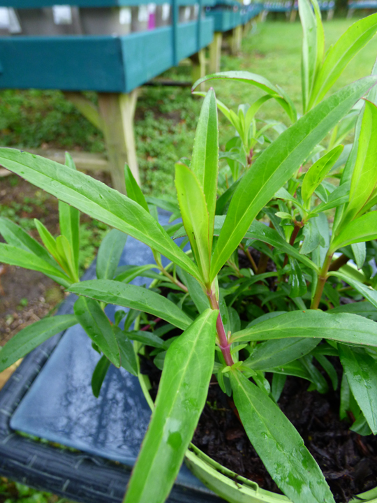 Penstemon 'White Bedder'