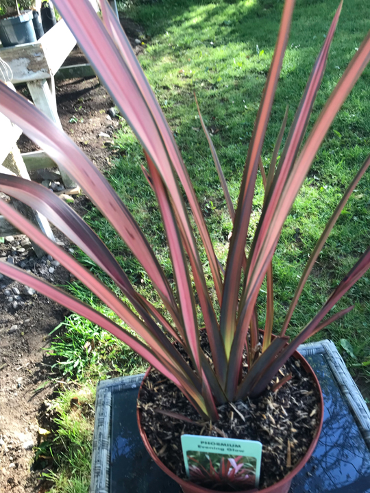 Phormum 'Evening Glow'