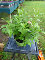 Phygelius croftway 'Snow Queen'