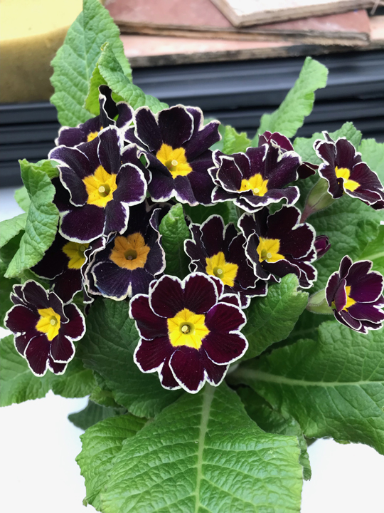 Primula elatior 'Mister Black Laced'