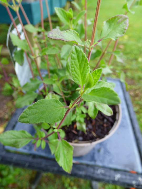 Salvia microphylla 'Hot Lips'