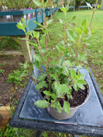 Salvia microphylla 'Hot Lips'