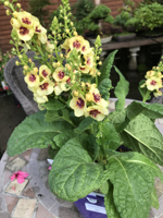 Verbascum 'Dark Eyes'
