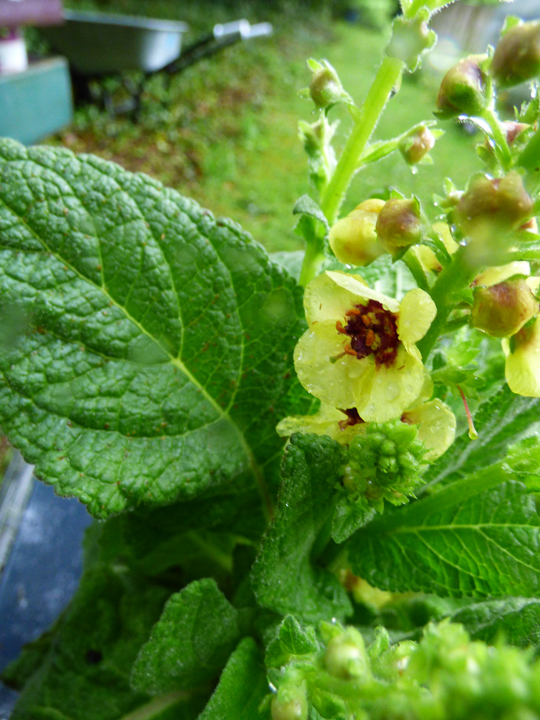 Verbascum 'Plum Smokey'
