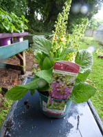 Verbascum 'Plum Smokey'
