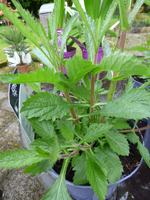 Verbena bonariensis