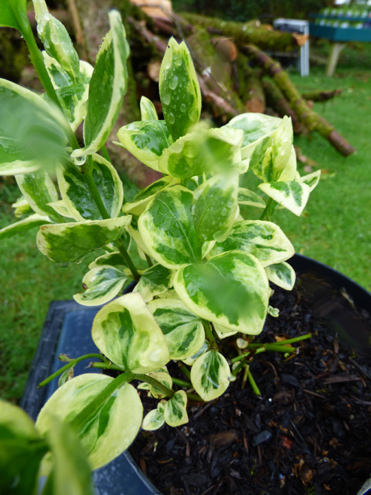 Vinca major 'Variegata'