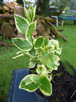 Vinca major 'Variegata'