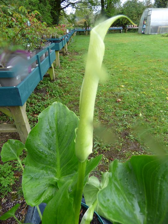 Zantedeschia aethiopica 'Snowwhite'