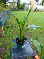 Zantedeschia Eydona 'Purple White'